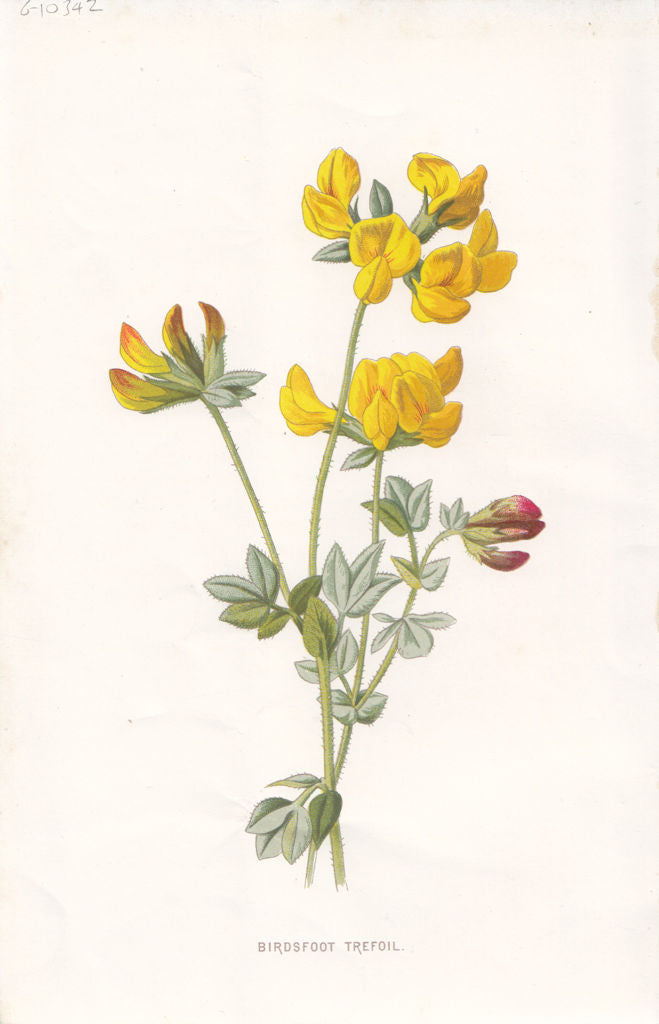 FLOWERS. Bird's-foot Trefoil c1895 old antique vintage print picture